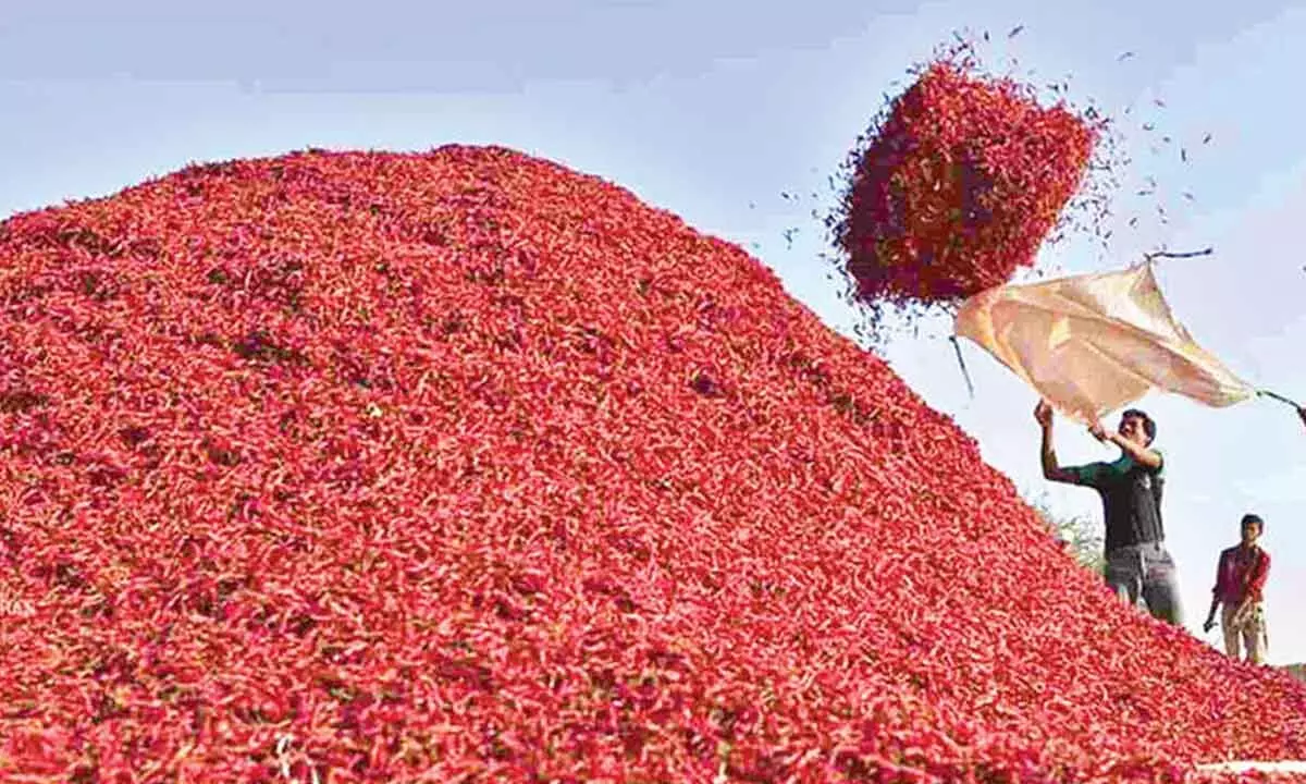 Farmers' hopes shattered as dry chilli prices plummet