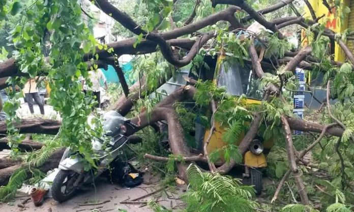 Hyderabad: Elderly Man Fatally Struck by Falling Tree in Old City