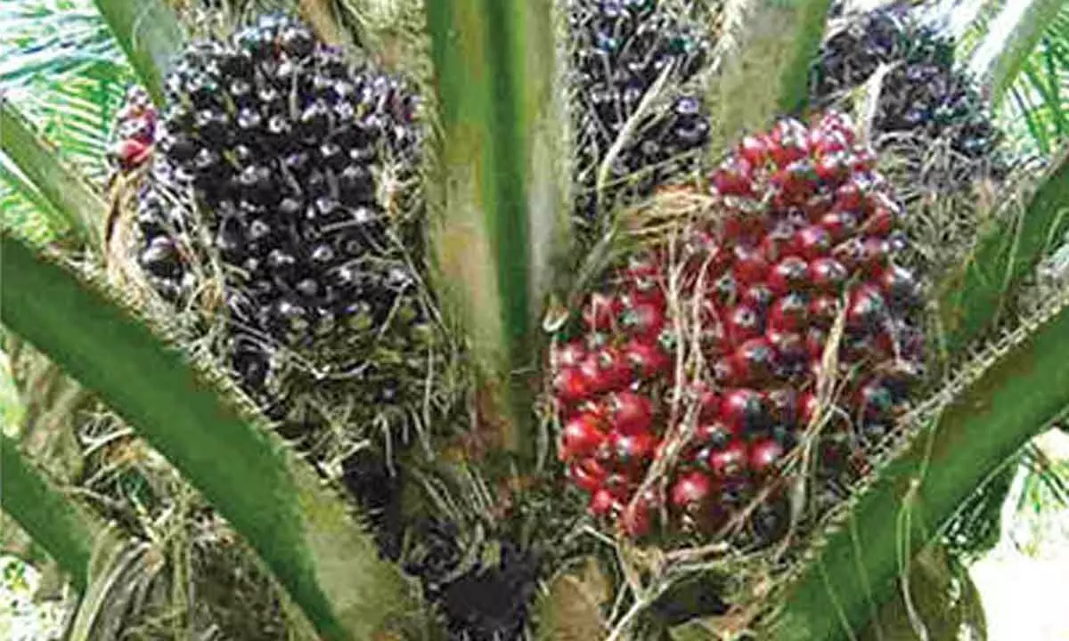 Oil Palm Cultivation to Expand to 100,000 Acres in 2024-25