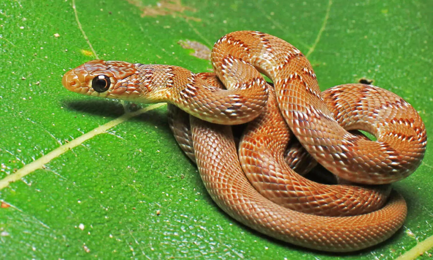 Pilgrim Attacked by Snake During Journey to Tirumala