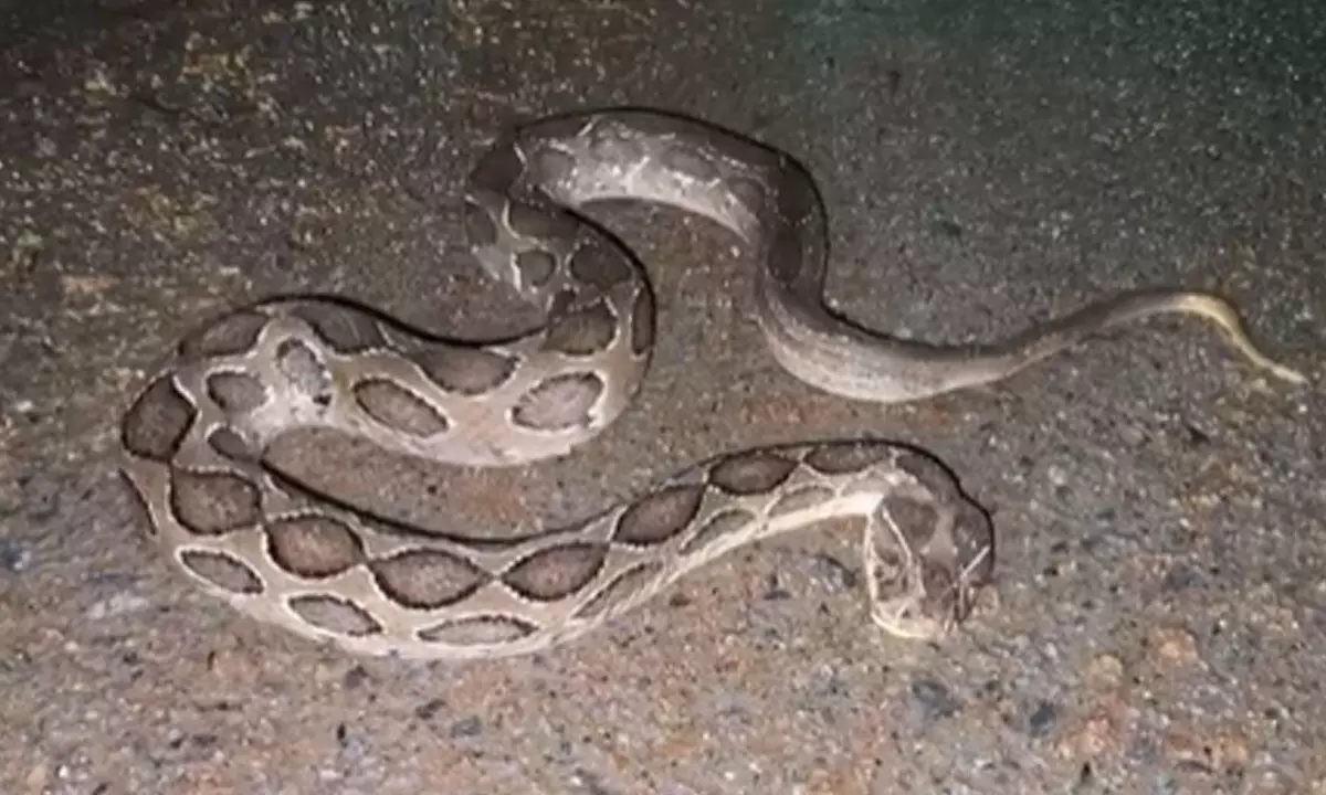 Python Sighting Reported in Nagarkurnool District Center