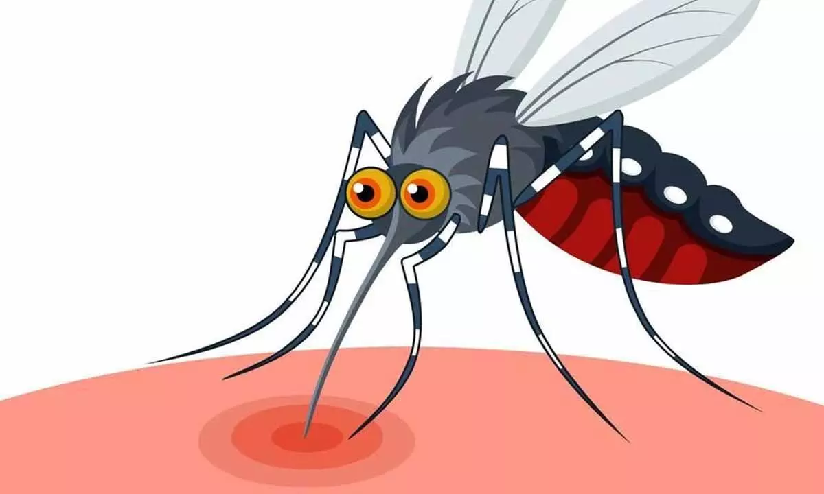 City Records 1,852 Dengue Cases This Year