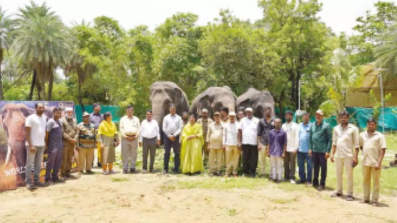 World Elephant Day: Elephants Enjoy Grand Feast at Nehru Zoo