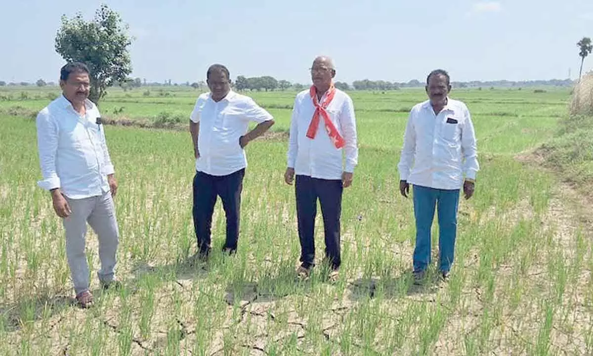 CPI Leaders Assess Drought-Affected Crops