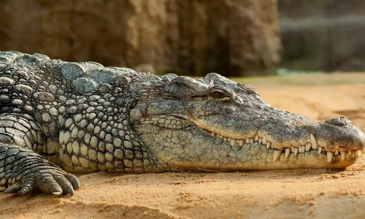 Crocodile Sighted in Bahadurpura Drain, Pathabasti