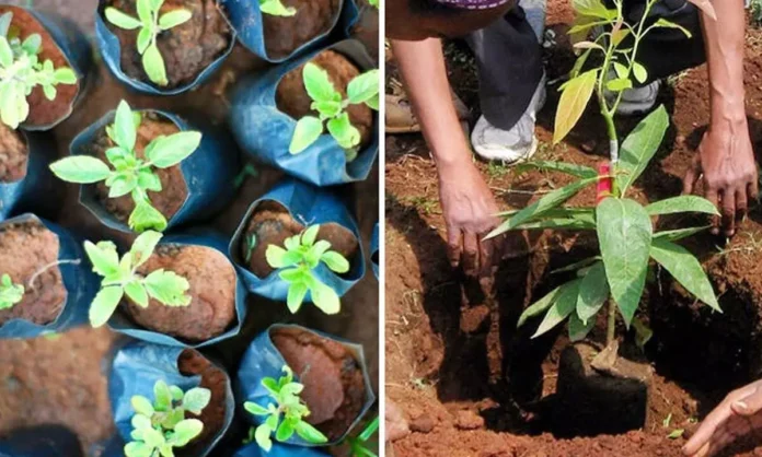 GIC Participates in Tree Plantation Drive