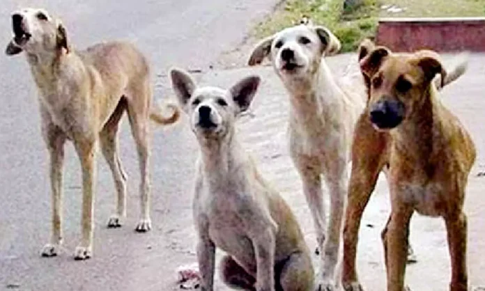 Harish Rao Raises Alarms Over Increasing Dog Bite Incidents