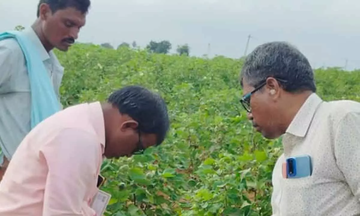 KVK Palem Scientists Visit Farmers' Fields in Ieeja Mandal to Tackle Pest Infestation