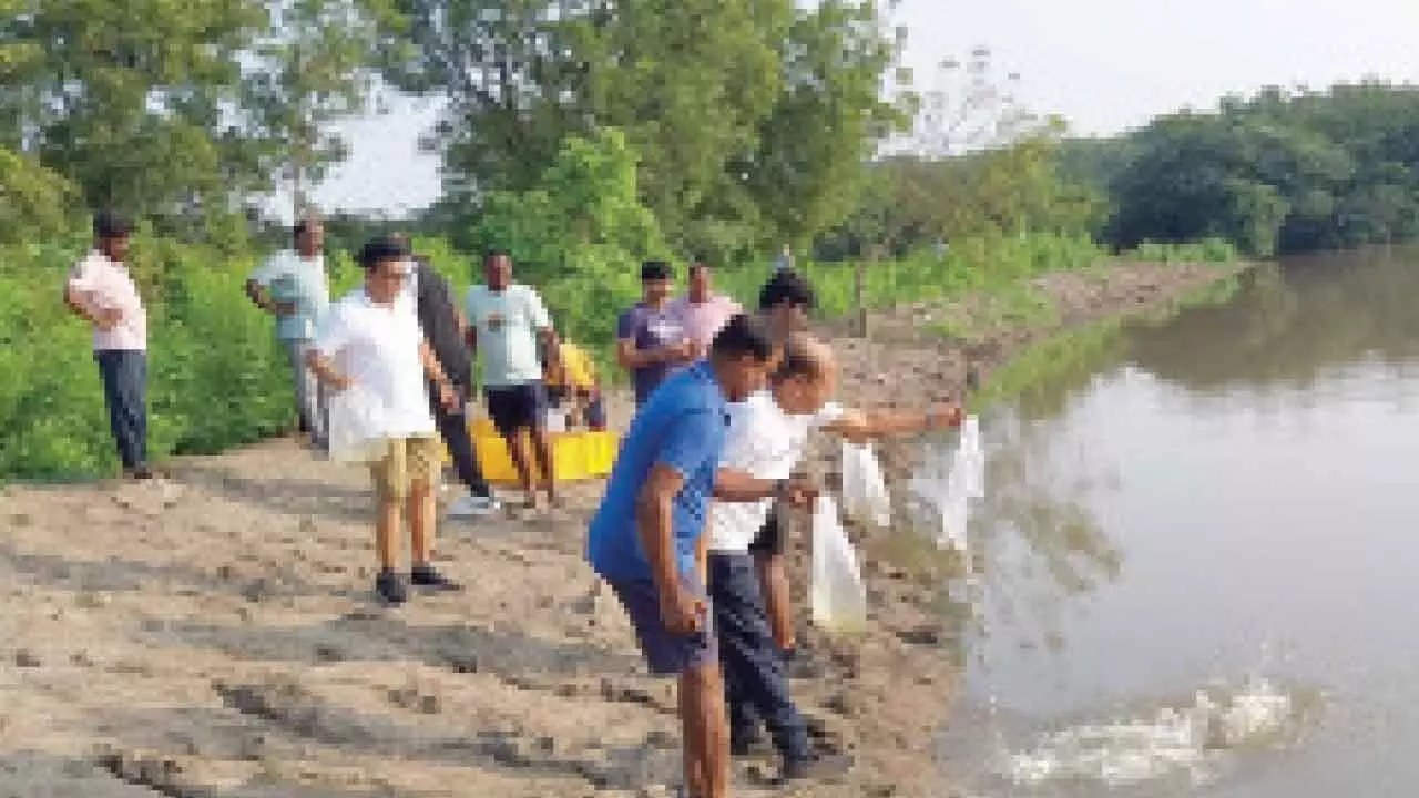 TGFDC Releases Fish into Ponds to Maintain Ecosystem Balance