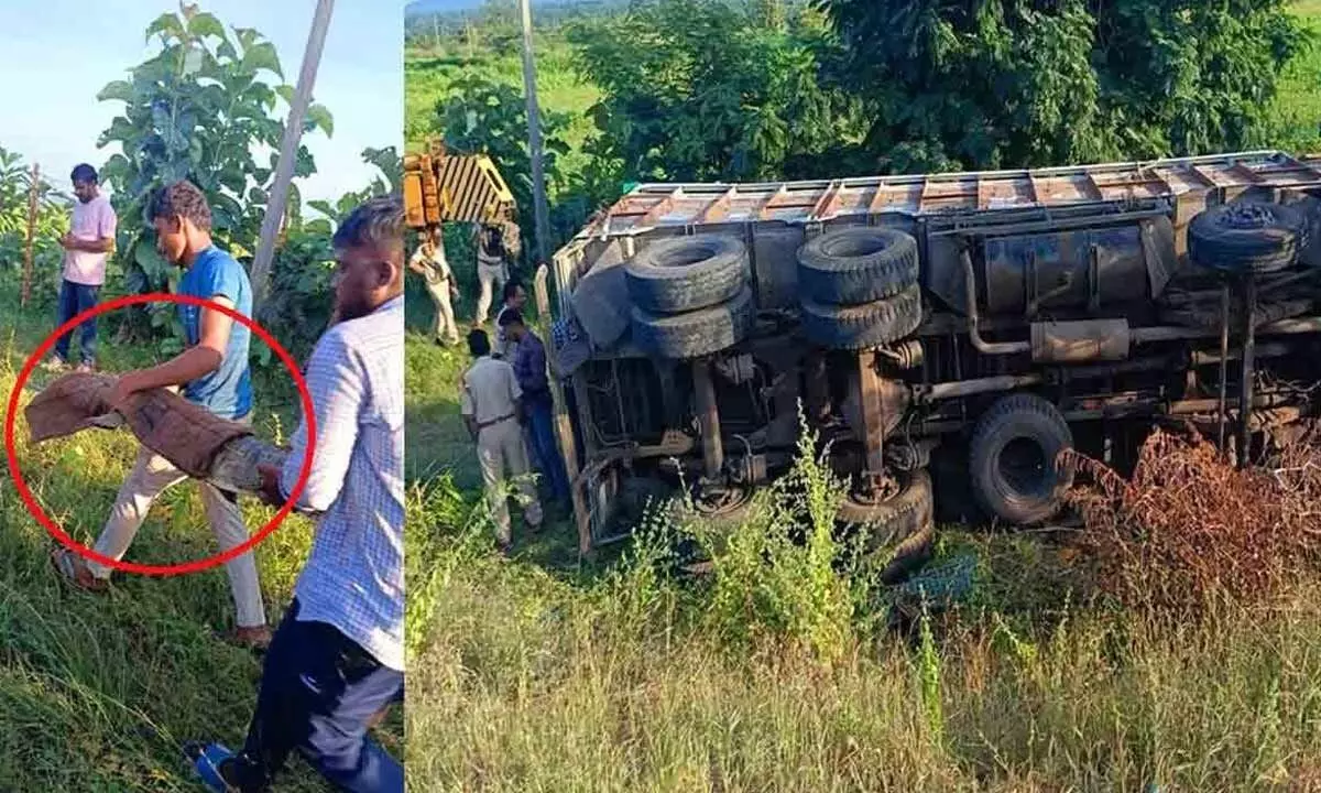 Crocodiles Captured After Truck Overturns