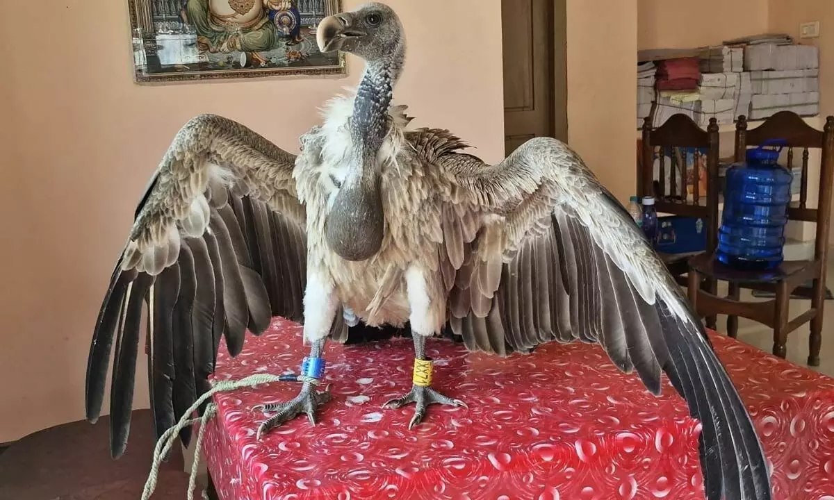 Forest Officials Rescue Indian Vulture Spotted in Cherla