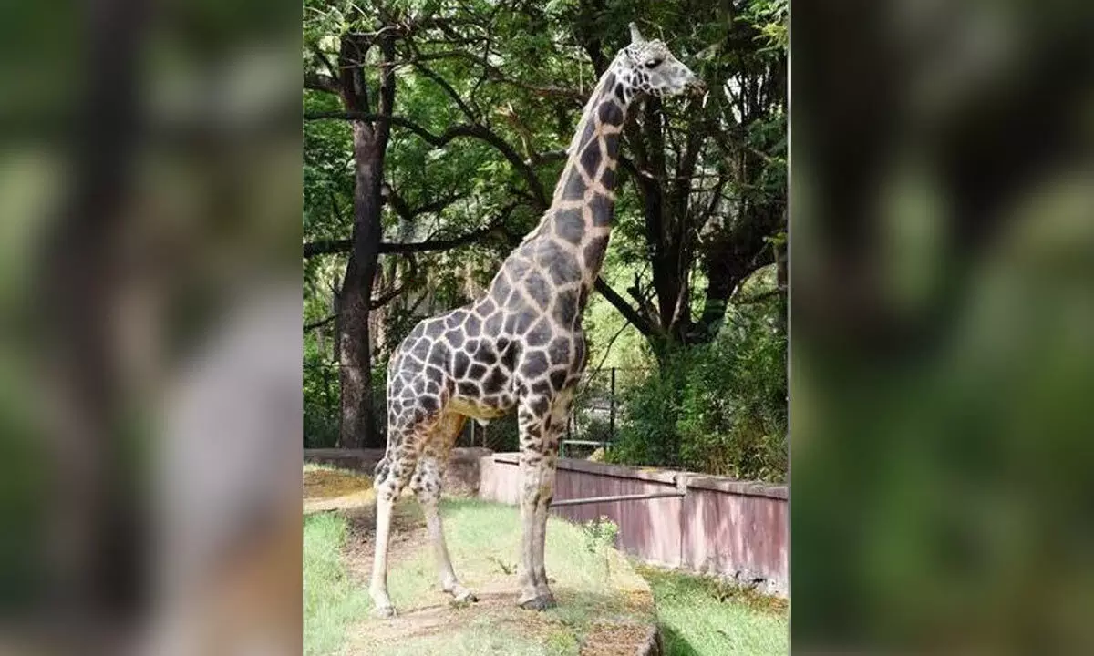 Giraffe Passes Away at Hyderabad Zoo