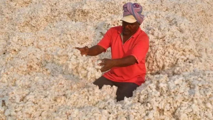 New App Launched to Assist Cotton Farmers