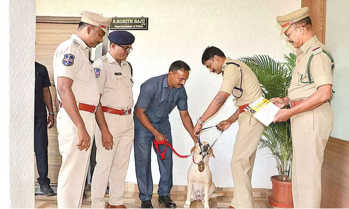 Sniffer Dog Juno Awarded Gold Medal