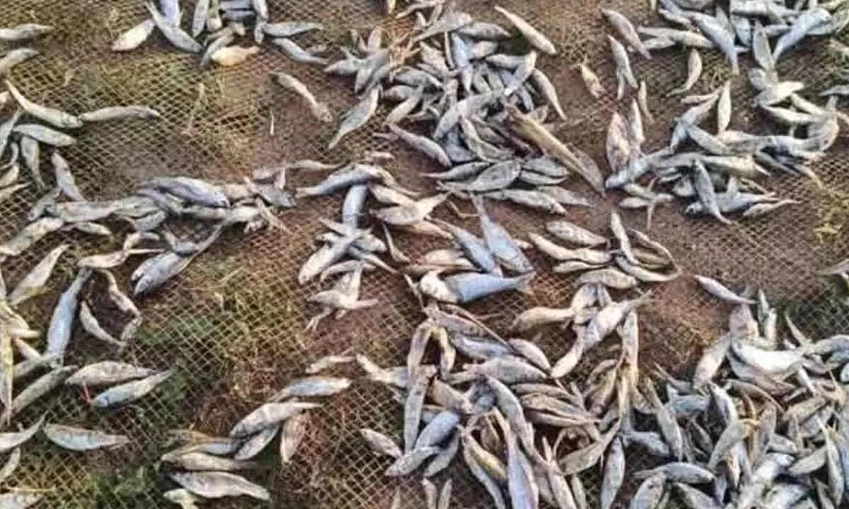 Fishing Mafia Operates Boldly Amid Official Inaction