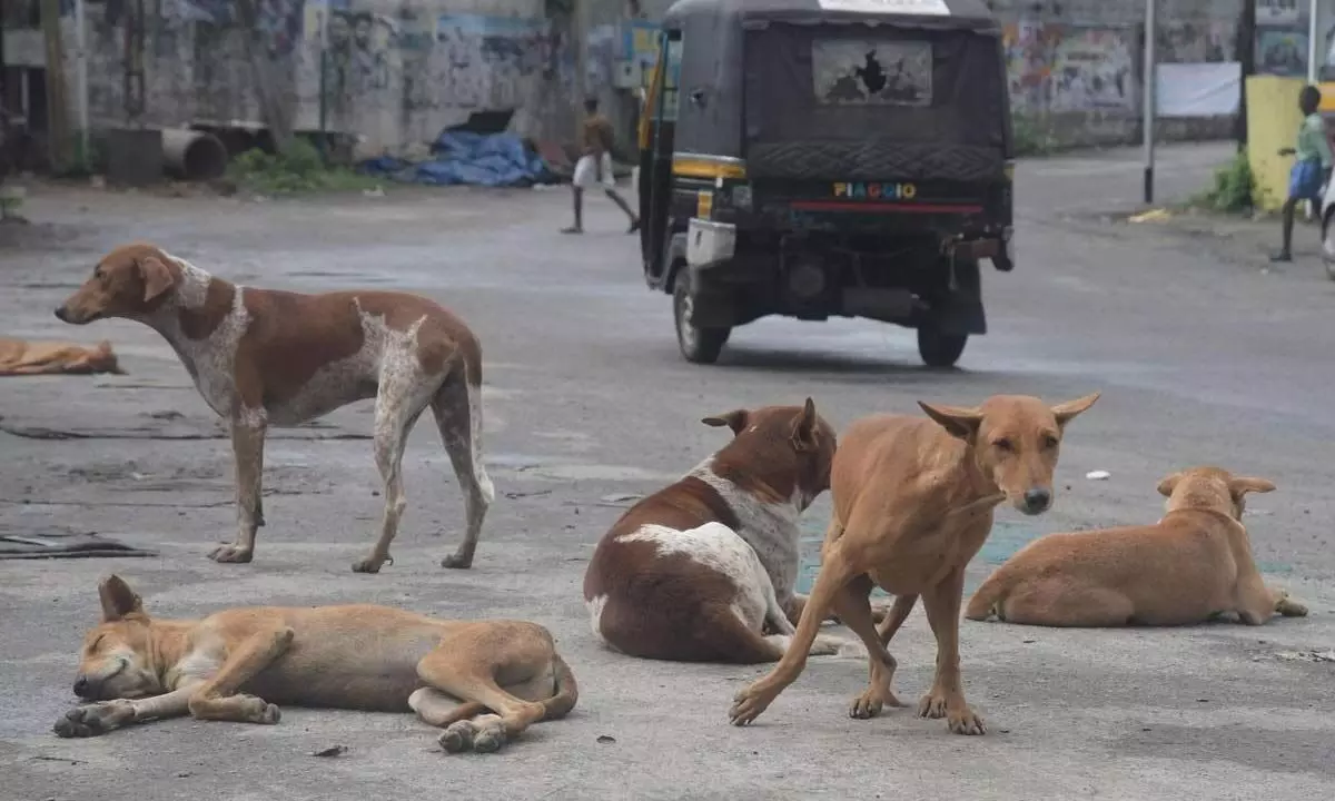 GHMC Takes Action to Address Stray Dog Issue After Period of Inactivity