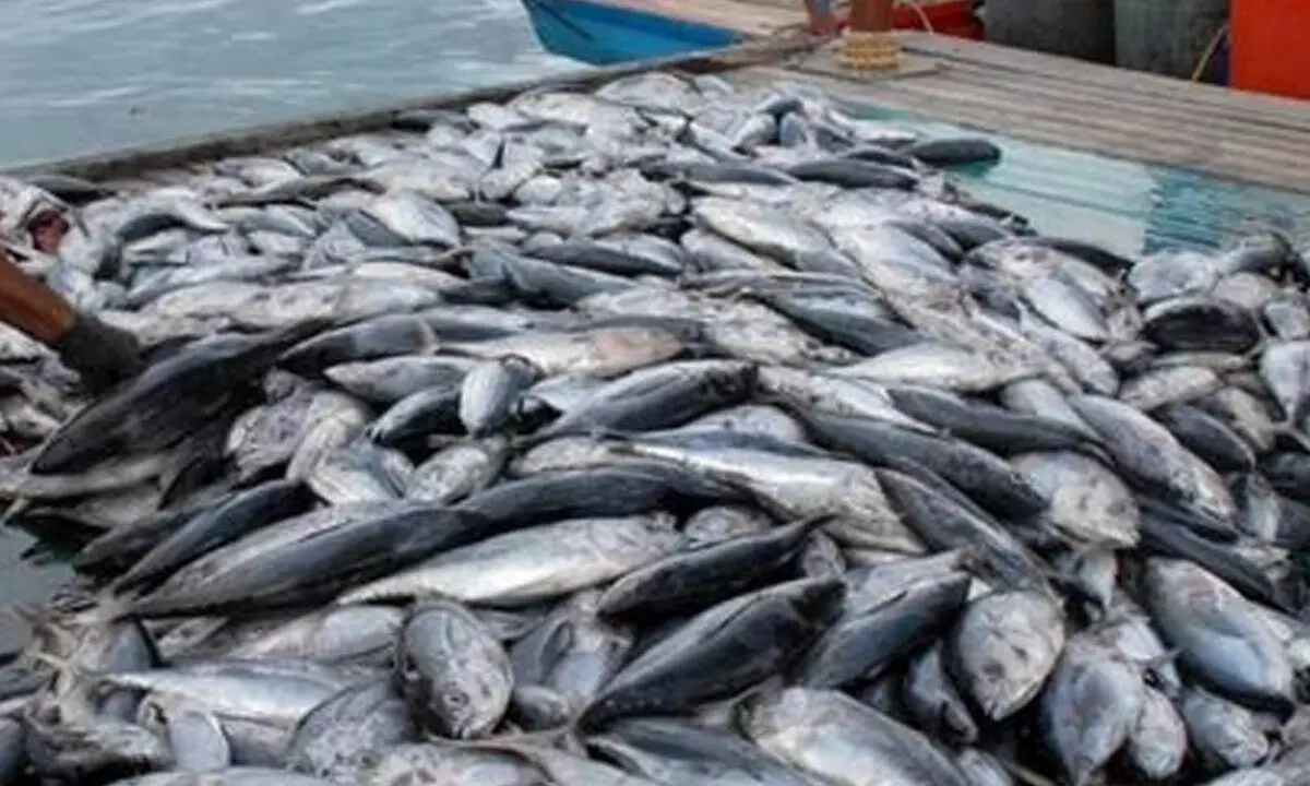 Government to Introduce Incentives to Revitalize Fishing Industry