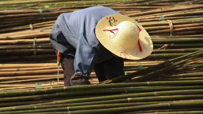 KCR Embraces Bamboo Farming, Urges Leaders to Join Initiative