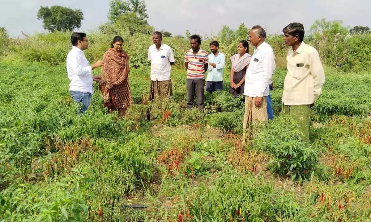 KVK Scientists Visit Chili Crops, Provide Guidance to Farmers