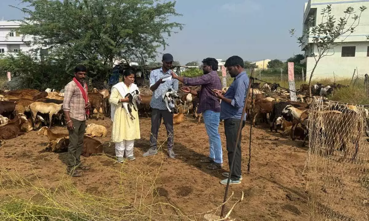 Veterinary Doctors Urge Farmers to Register Livestock Information