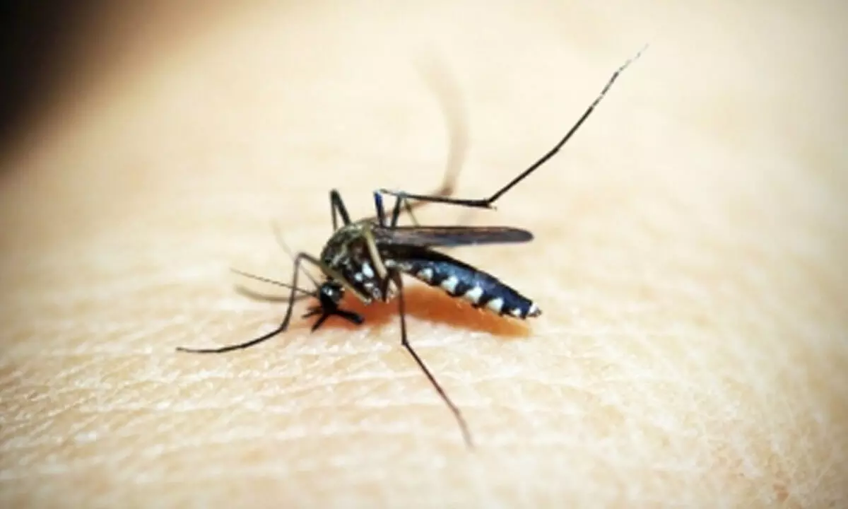 Mosquito bites disrupt peaceful sleep for Hyderabad residents