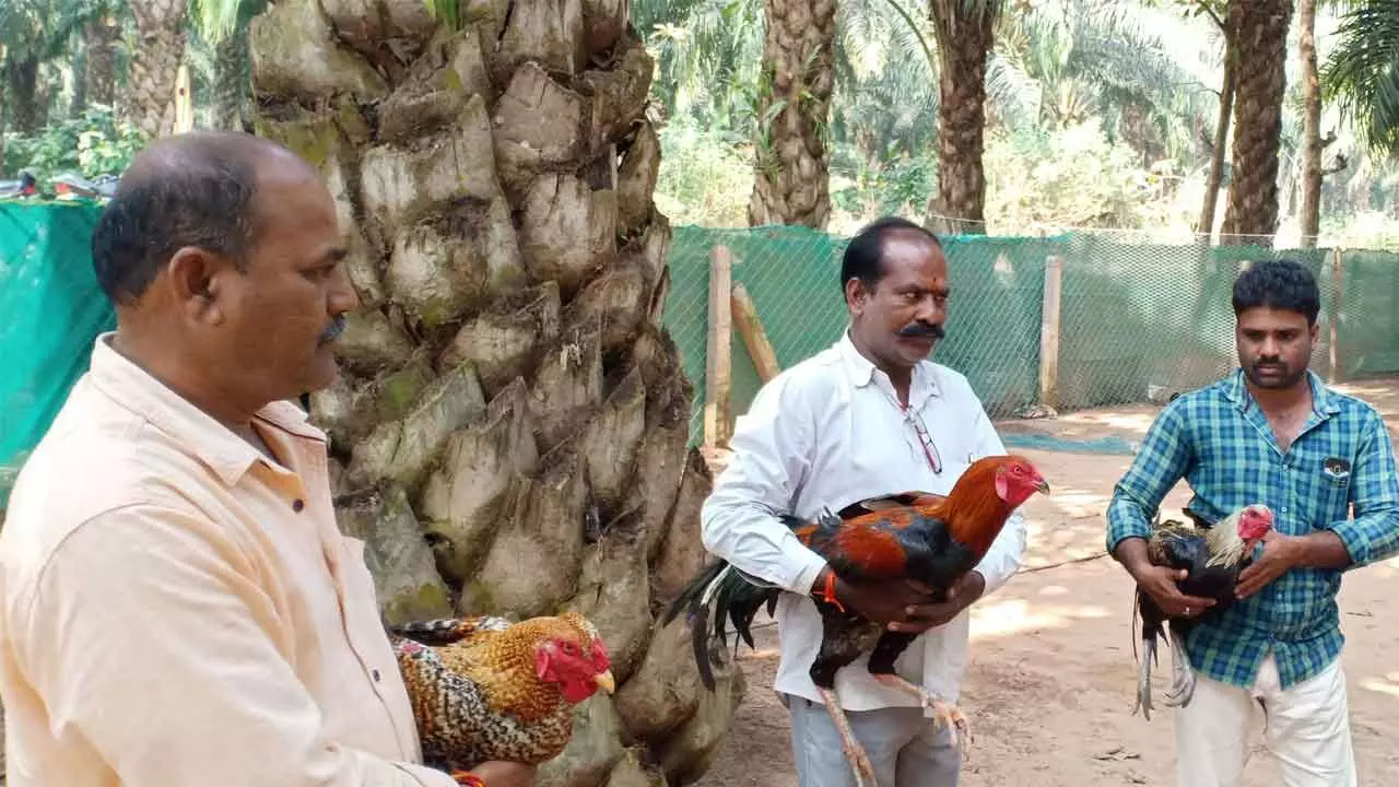 Early preparations underway for cockfighting in Khammam