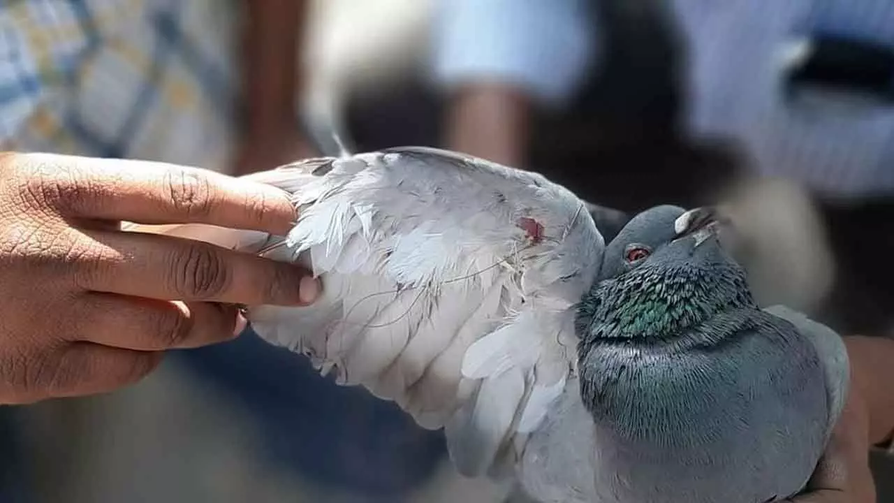 GHSPCA volunteers help save birds hurt by Chinese manja