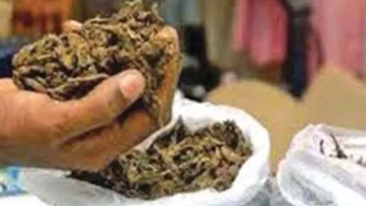 Huge Ganja Bust in Zaheerabad: Four Held, 110 Kg Valued at ₹30 Lakh Confiscated