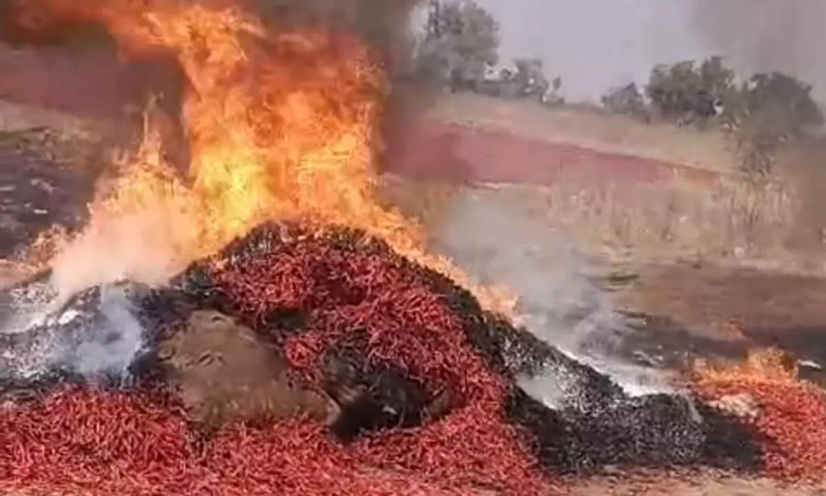 Miscreants Torch Farmer’s Chilli Bags, Destroying 10 Quintals