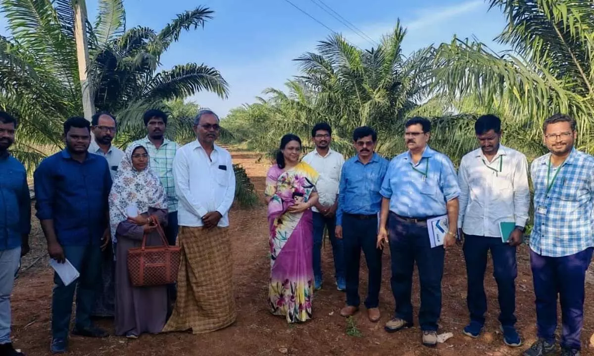 Oil Fed MD and Horticulture Director Assess Oil Palm Operations in Beechupalli