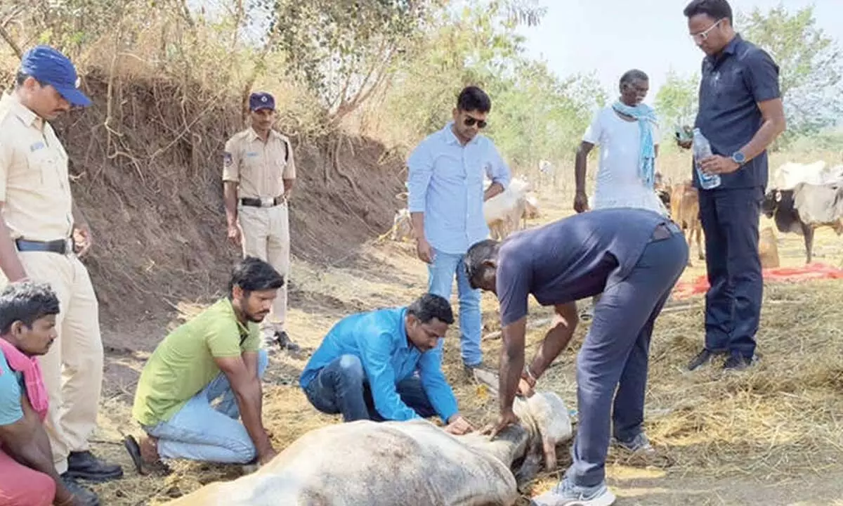 Authorities confiscate 100 cattle