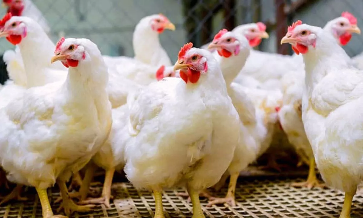 Bird flu concerns impact chicken sales in Telangana, prices fall below Rs 200 per kg