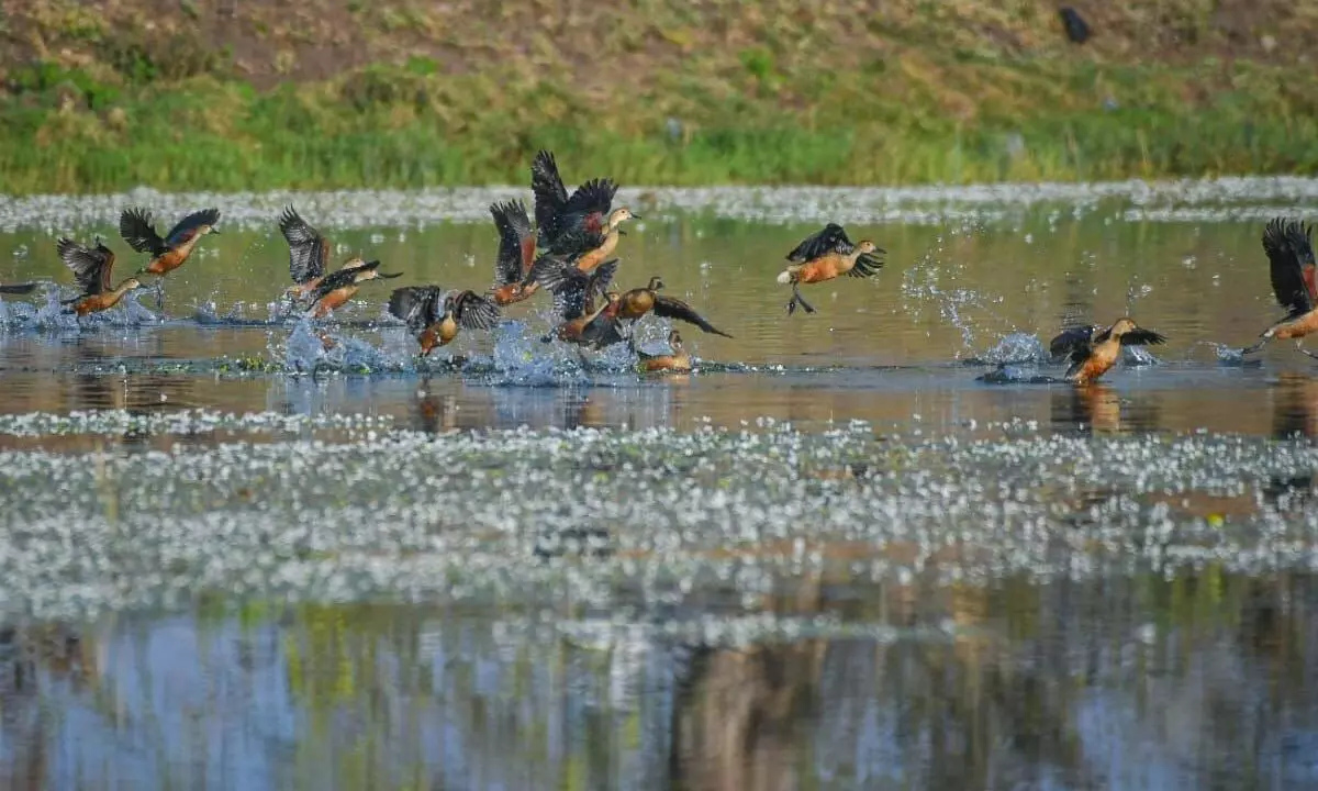 Bird walk and nature trail event organized