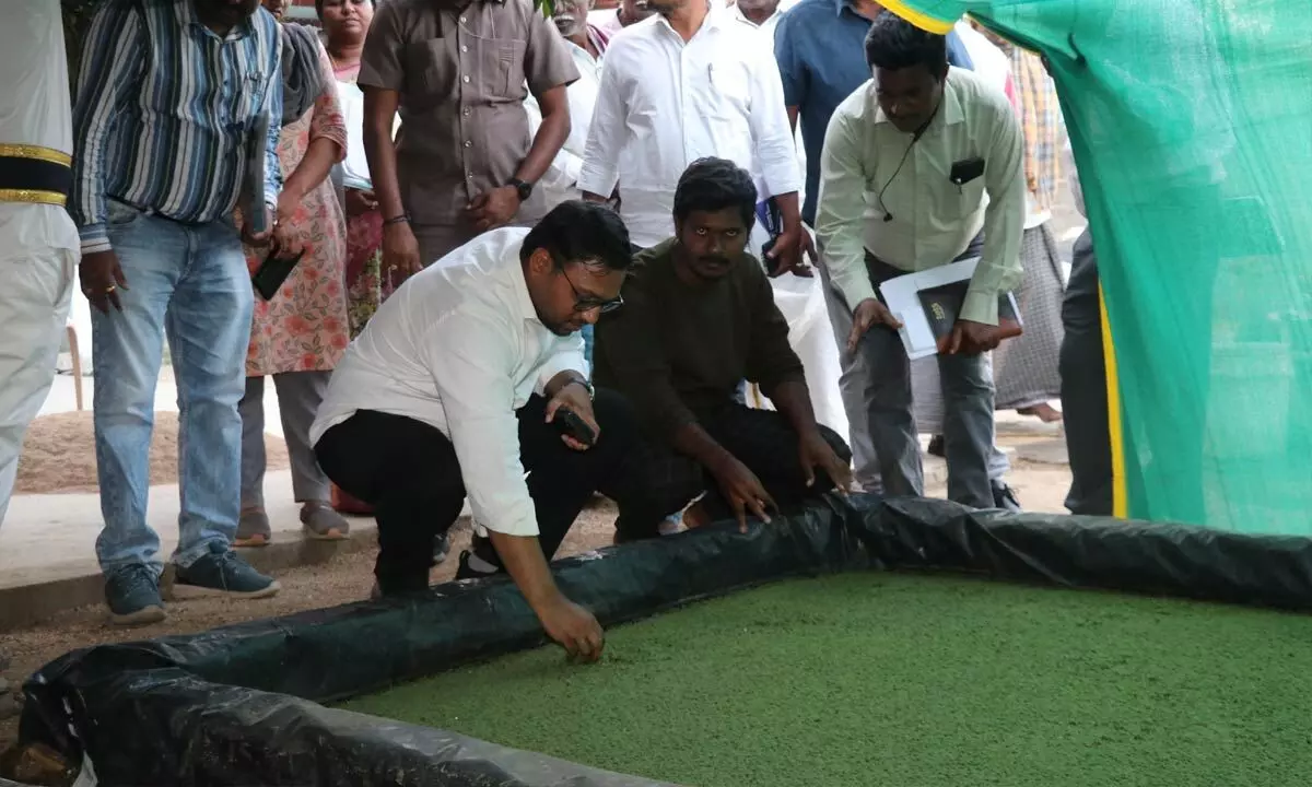 Collector reviews Azolla cultivation