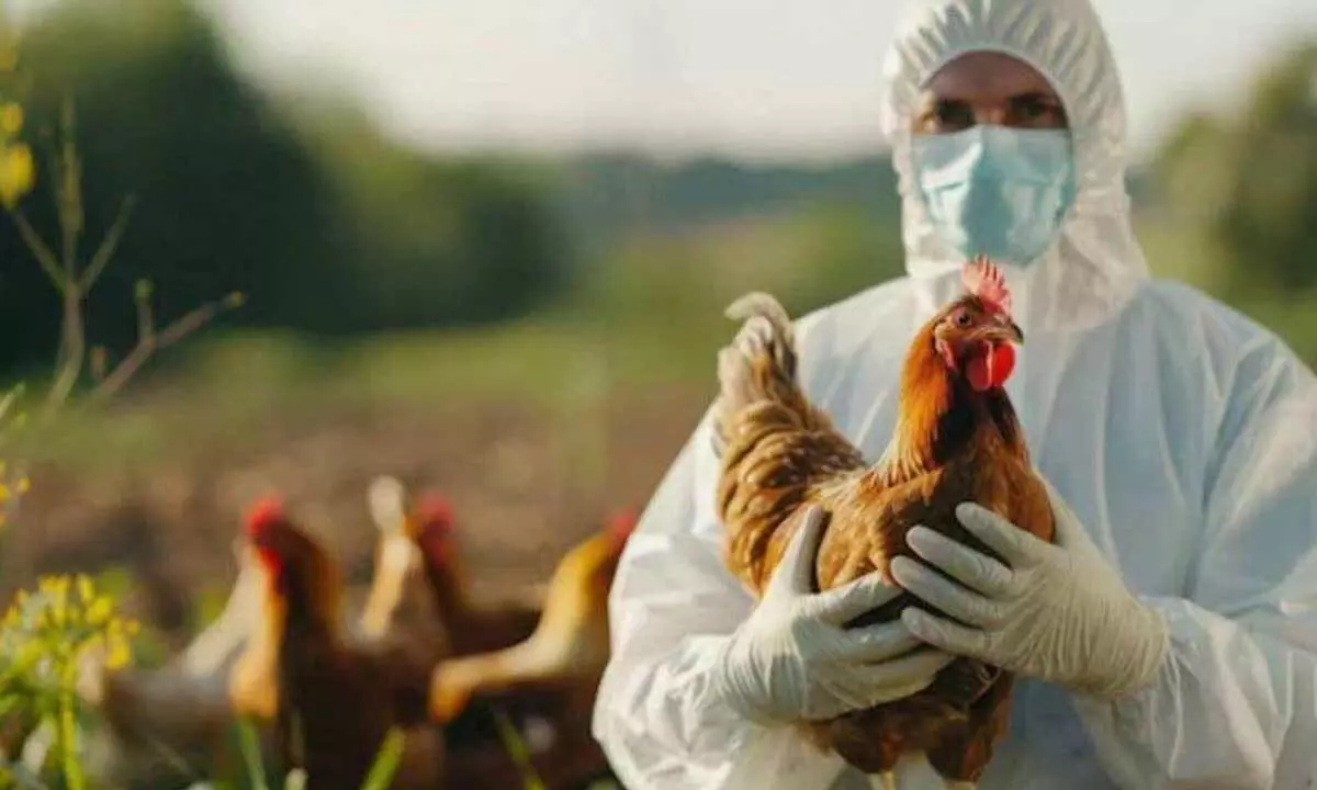 Has bird flu reached the state?