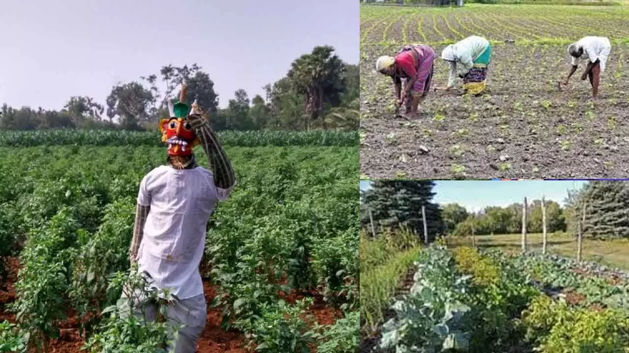 Revival of Organic Farming in Telangana Promotes Sustainable Practices