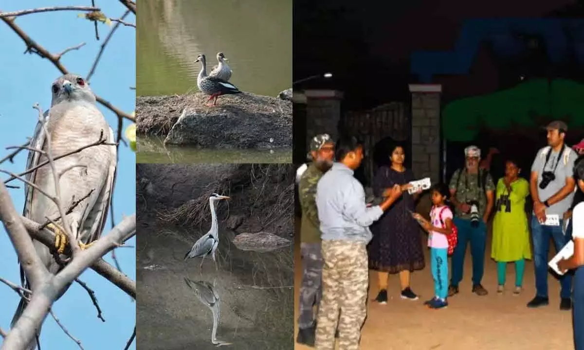 Telangana Forest Development Corporation to Organize Bird Walks in Vikarabad and Gajwel Forests