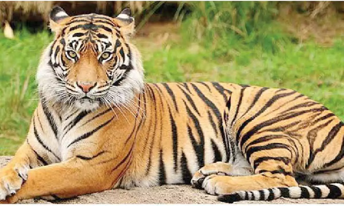 Tiger sighting sparks panic in villages near Bellampally