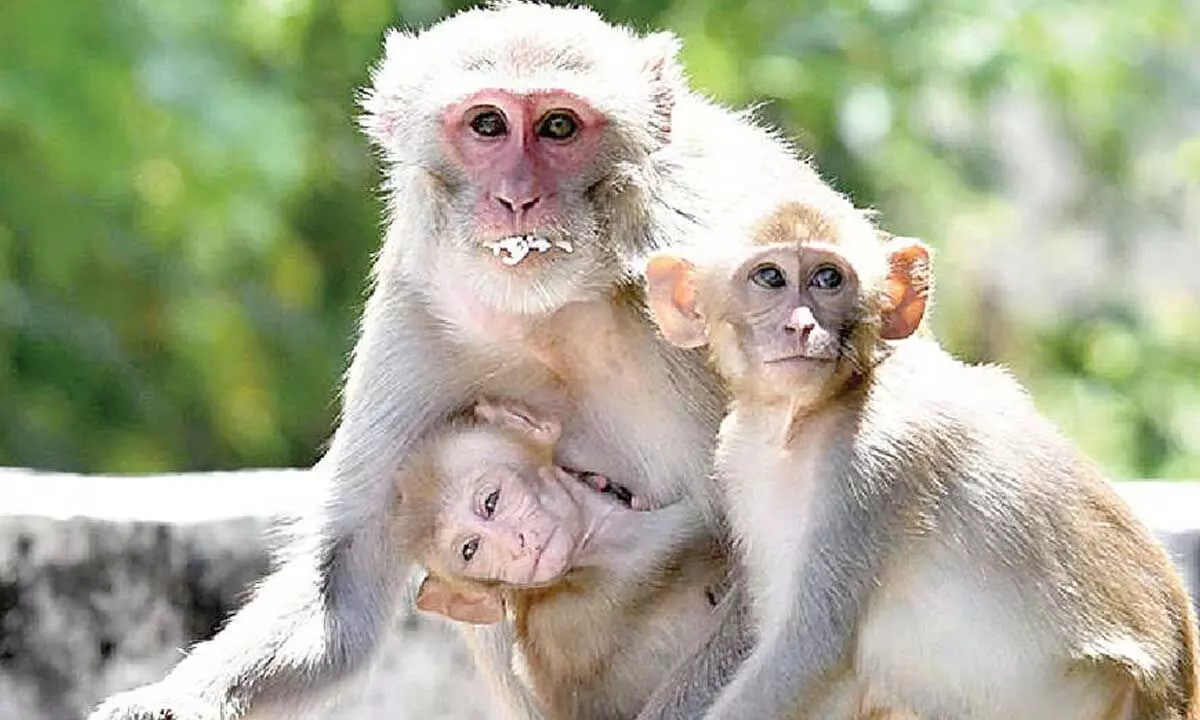 Villagers urge action on monkey menace before seeking votes